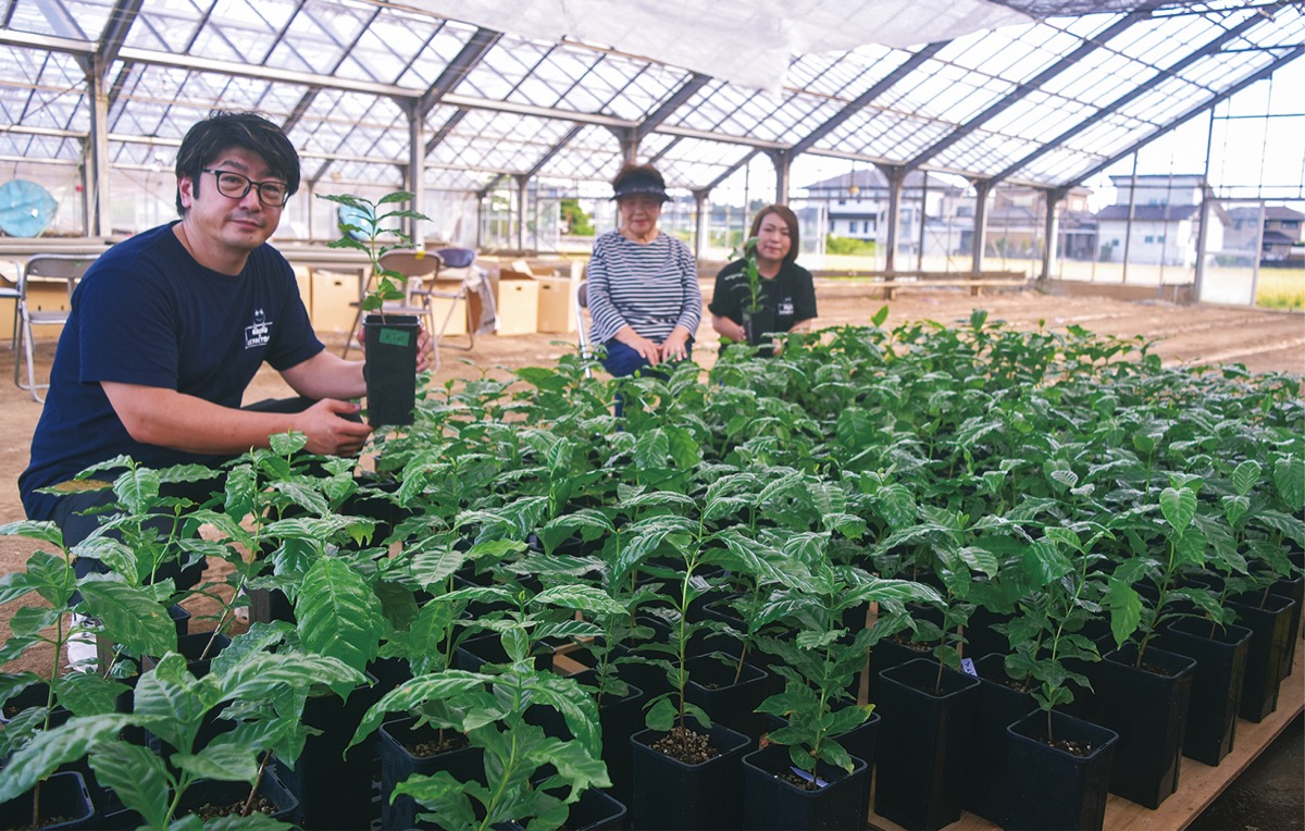 座間でコーヒー栽培