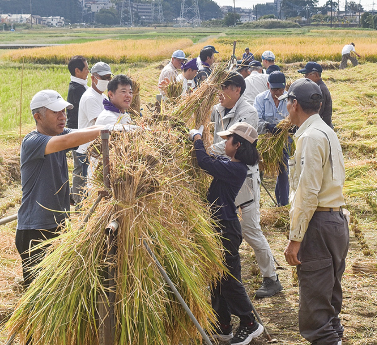 この稲が大注連縄（しめなわ）になる