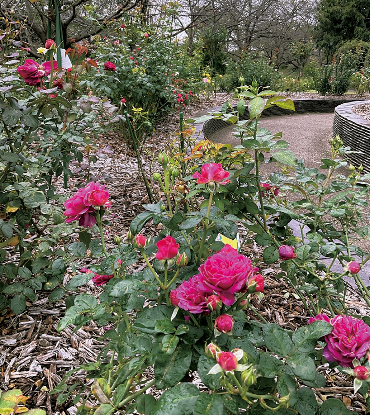 秋のバラ 見頃に