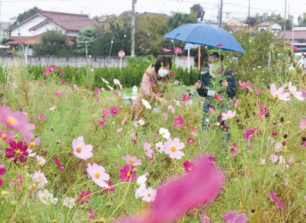コスモス畑を満喫
