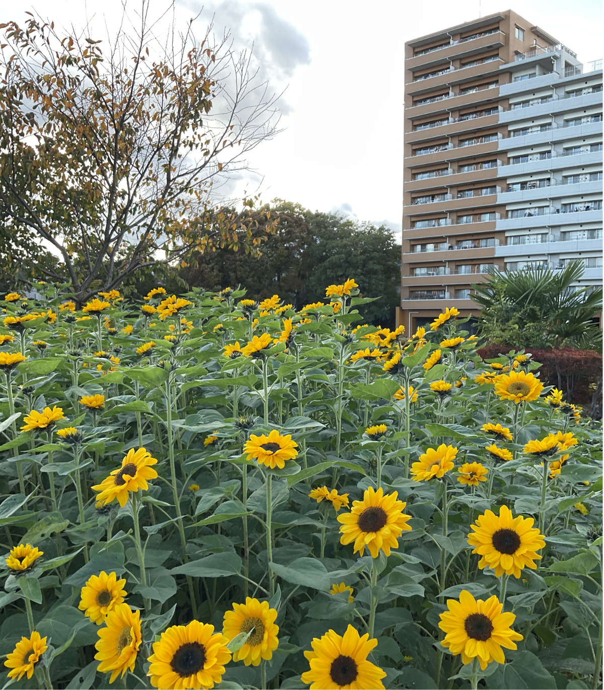 座間市の「かにが沢公園」で２万本のヒマワリ咲く