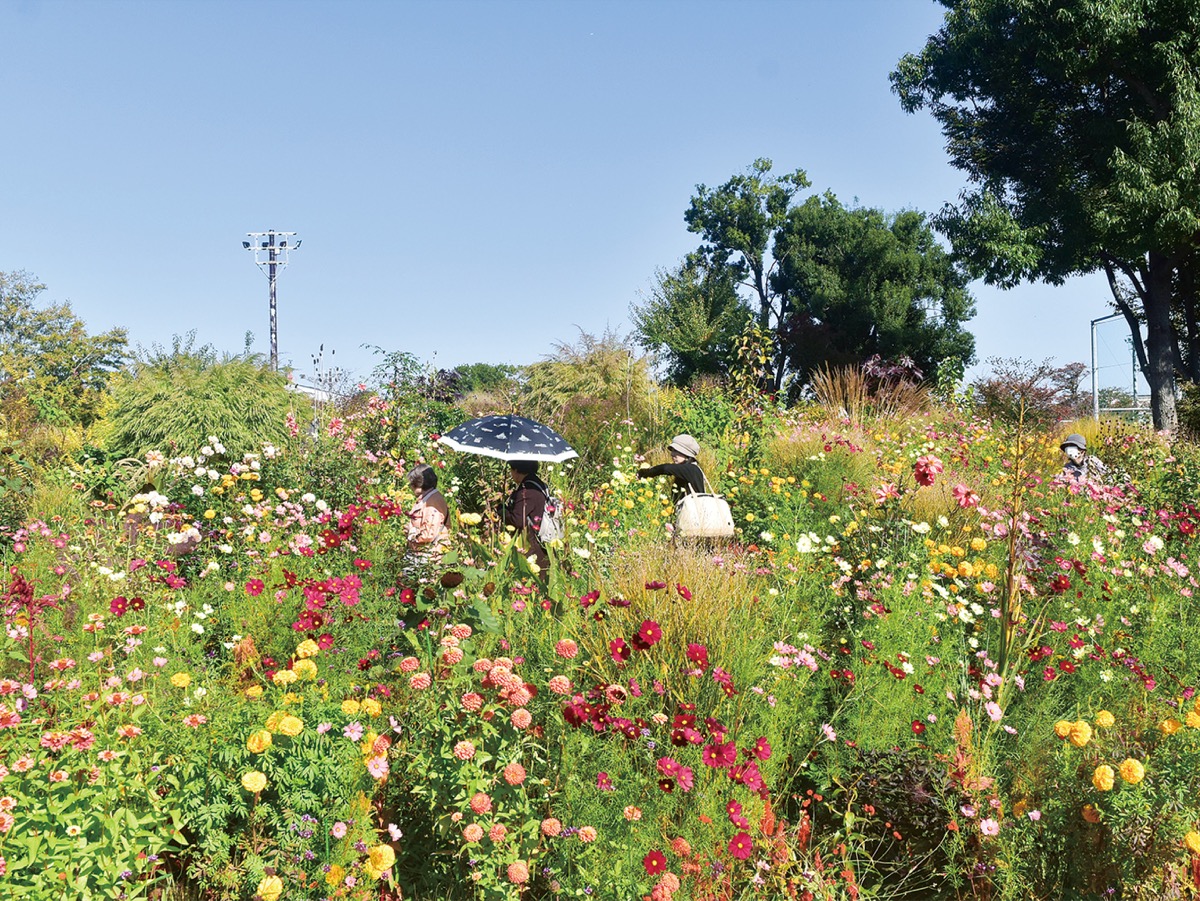秋の見頃で10万人を突破