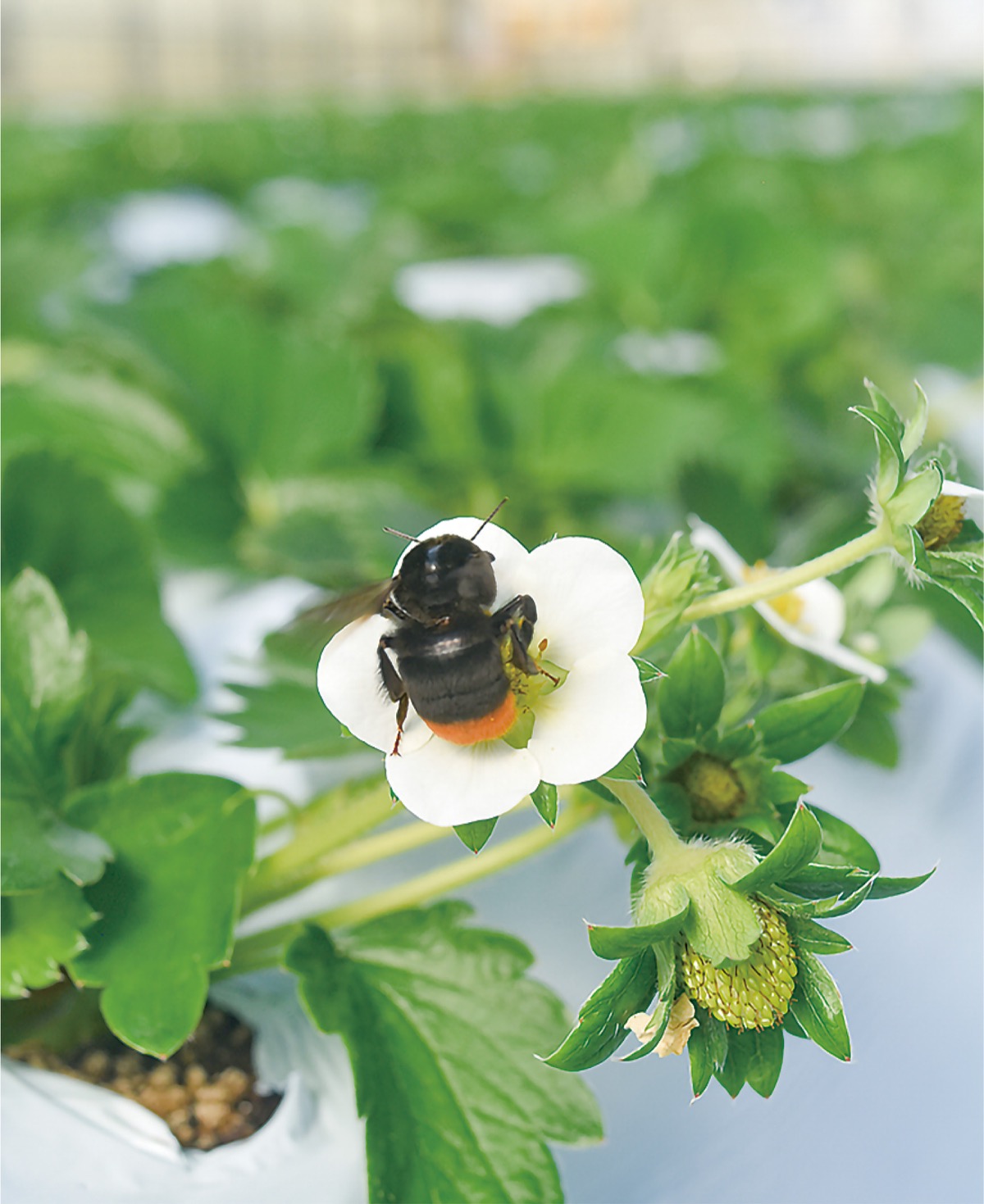 赤い実つける羽音