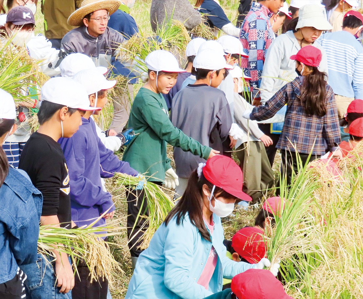 門小米を収穫する児童　＝写真はいずれも同小提供
