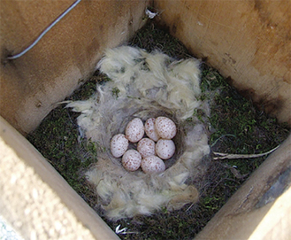 ８個の卵が見つかった（５月19日撮影）