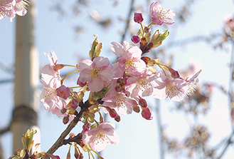 大輪で、淡い紫色の花を咲かせた河津桜※３月５日撮影