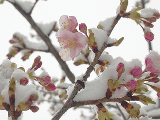 大輪の花が特徴の河津桜※14日に写真撮影