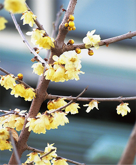 淡い黄色の花弁を開いた（１月４日撮影）