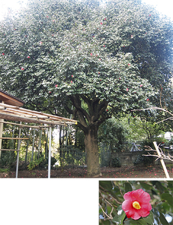 　鈴野さんの庭にある椿。東西の枝張りは約１２ｍ（写真上）。例年より早く紅色の花を咲かせた（写真右）※ともに１月11日撮影