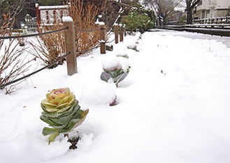 歩道脇に植えられた植物も雪に埋もれた（18日撮影）