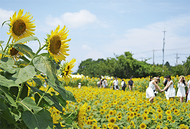 ひまわりまつり 盛大に