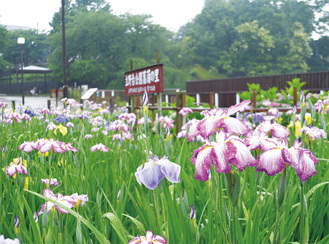色とりどりの花を咲かせている立野台公園のハナショウブ＝6月7日撮影