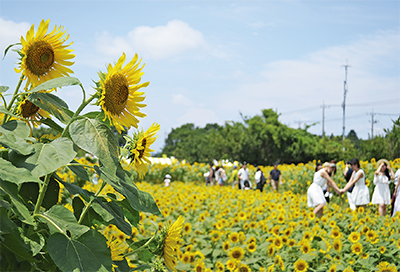 ひまわりまつり 盛大に