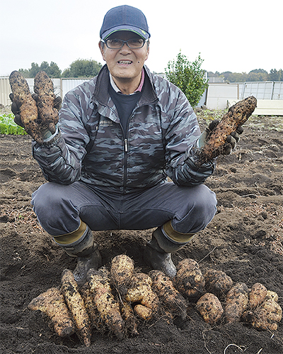 大和芋、大きく実る
