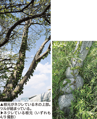 この木なんの木 に情報続々 違う木が合体した 座間 タウンニュース