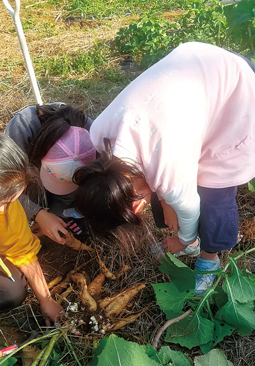 ヤーコンって知ってる？