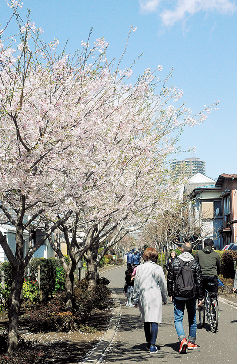 さくら百華の道の桜並木（４月２日撮影）