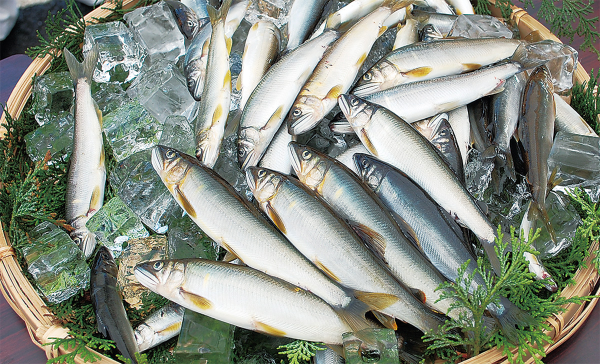 今年も遡上は安定 (写真1)
