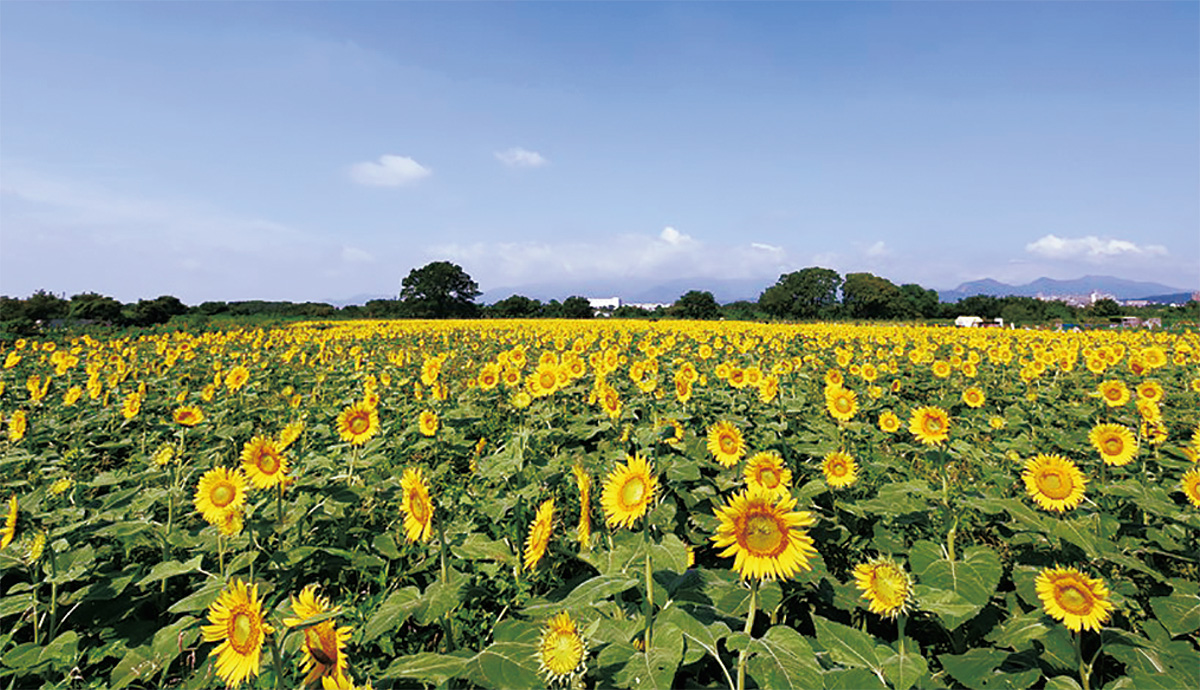ひまわりまつり日程決定