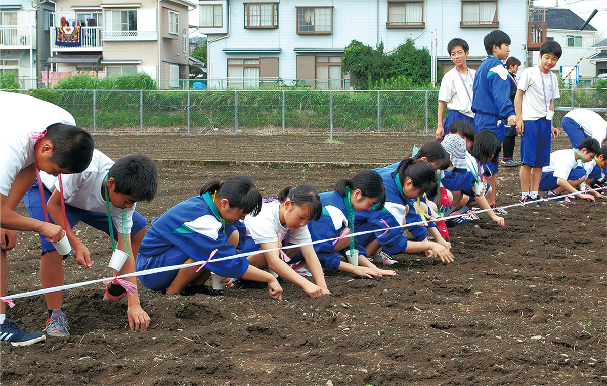 西中ひまわり今年も