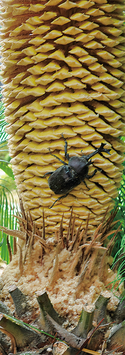 びっくりソテツに甲虫 (写真2)