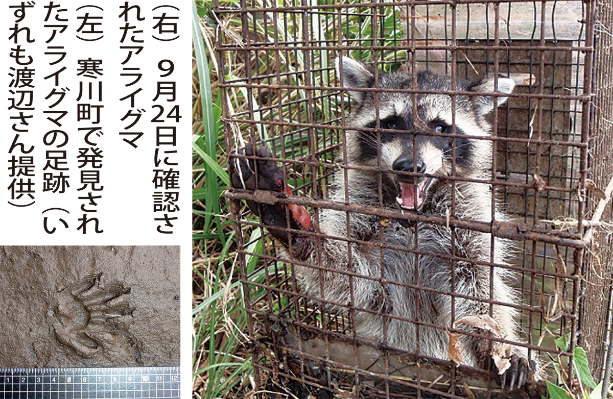 アライグマ捕獲年々増加 生態系に多大な影響 座間 タウンニュース