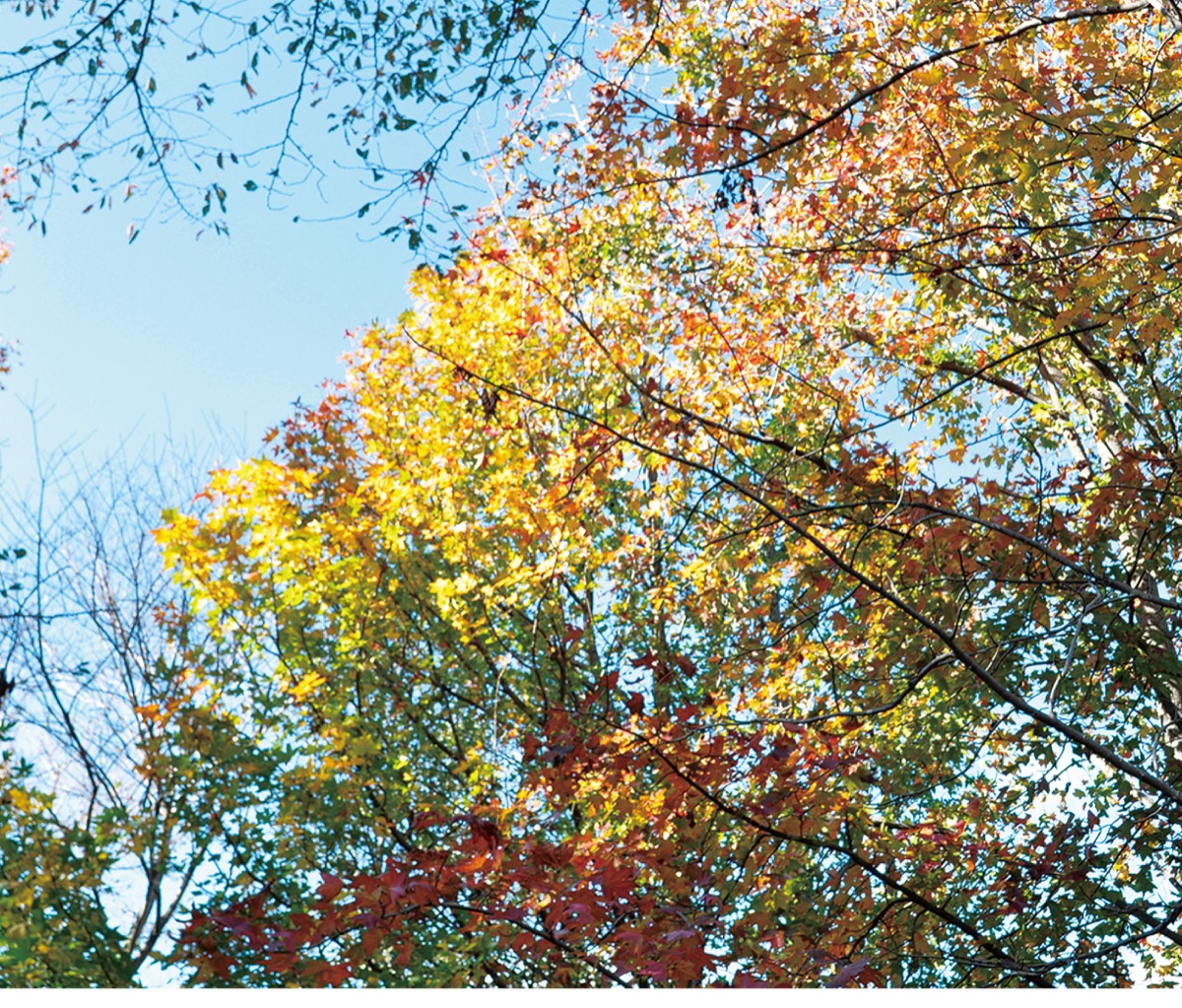 やっと秋の気配