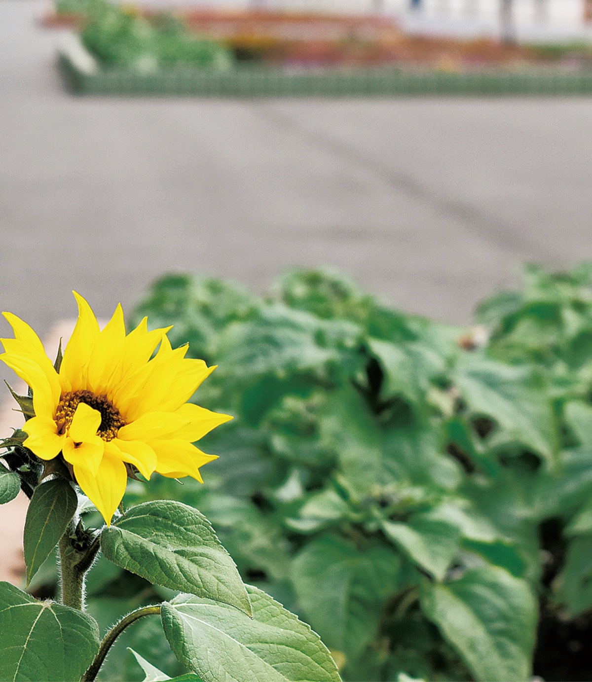 がんばれ冬のひまわり