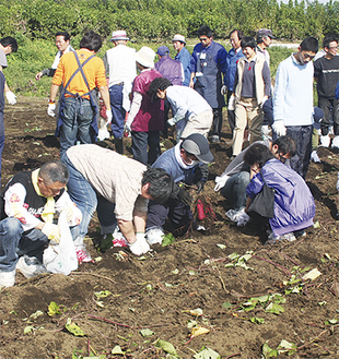 サツマイモを収穫する参加者たち
