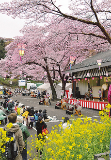 飯山桜まつりの昨年のようす