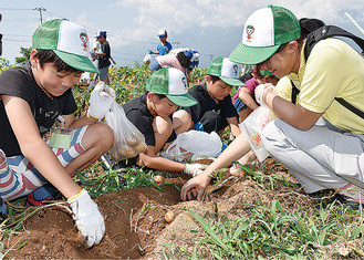 ジャガイモを収穫する児童