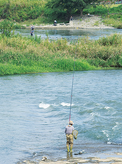 友釣り専用区テスト区域では、試験的にルアー釣りも行われるなど、新しい試みがみられる