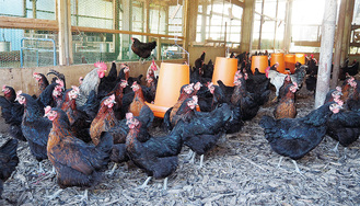 霜島農園の鶏たち。オランダ原産の品種「ヒペコネラ」。卵肉兼用の鶏で、卵用の鶏に比べると産卵率は約85％と低いがこの鶏が産む赤い卵はビタミンＥが豊富で味わいが濃厚。ストレスがかからない平飼い（放し飼い）で育てられている。その数１０００羽。農園直売所価格は10個（Ｌ玉）650円