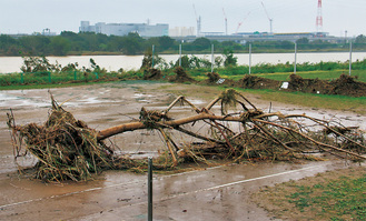 （上）相模川沿いの旭町健康広場のテニスコートに流されてきた巨木