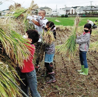 大人と共に刈った稲を干す子どもたち
