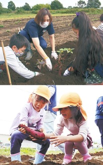 家族収穫体験（上）と岡田保育園の園児たち