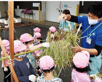 収穫した稲を掛け干しする園児たち