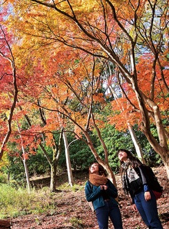 過去の飯山の紅葉（写真・厚木市観光協会）