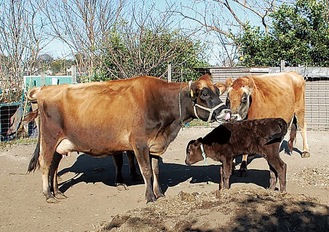 集合した牧歌の牛たち