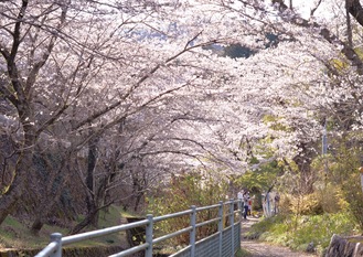 ピンク色の桜の花びらが覆う（飯山／３月23日撮影）