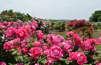 咲き誇る多種多様なバラ（撮影：５月18日）