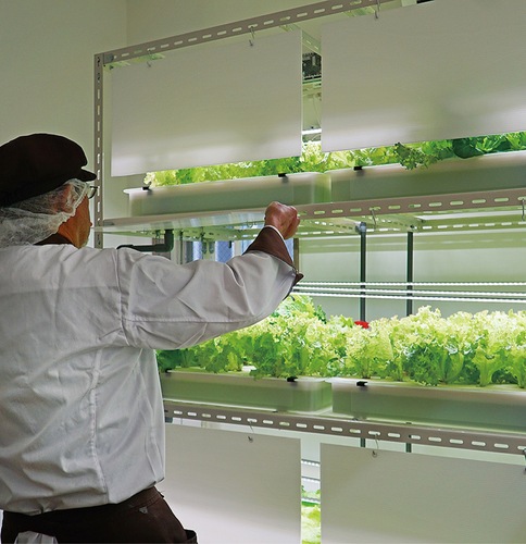 水耕栽培で育てているレタス