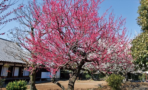 邸宅の裏手に咲く梅の花（３月１日撮影）