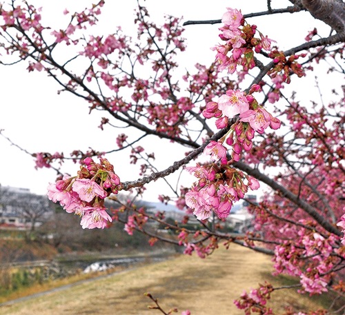 土手沿いが鮮やかなピンク色で染まる