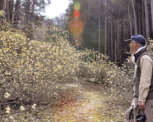 群生地を案内する荻田事務局長（３月18日撮影）