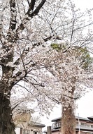 樹齢80年、サクラ咲く