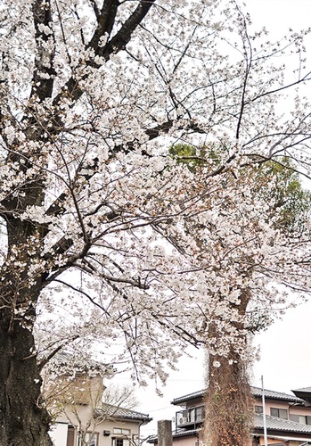 歴史を感じる境内の桜とクスノキ