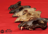 ニホンオオカミの講演会