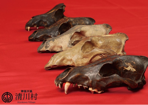 発見された頭骨（清川村提供）