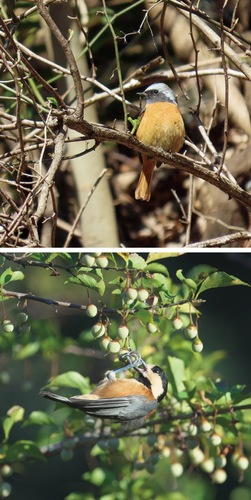 ジョウビタキ（上）とヤマガラ